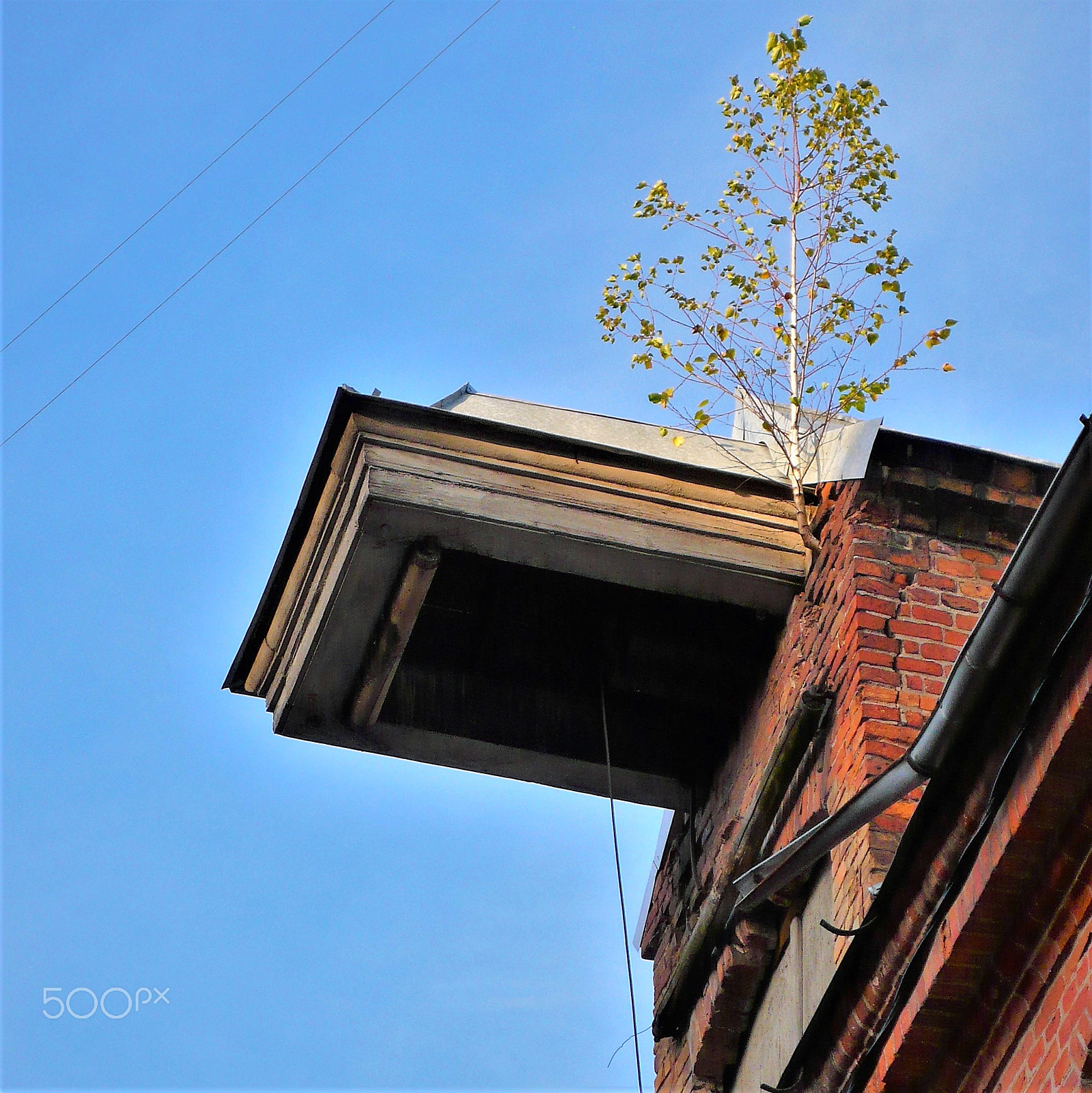 Panasonic DMC-LX2 sample photo. Schonbrotz tree in riga photography