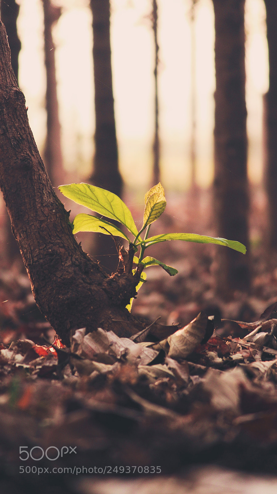 Canon EOS 700D (EOS Rebel T5i / EOS Kiss X7i) sample photo. Green plant in woods photography