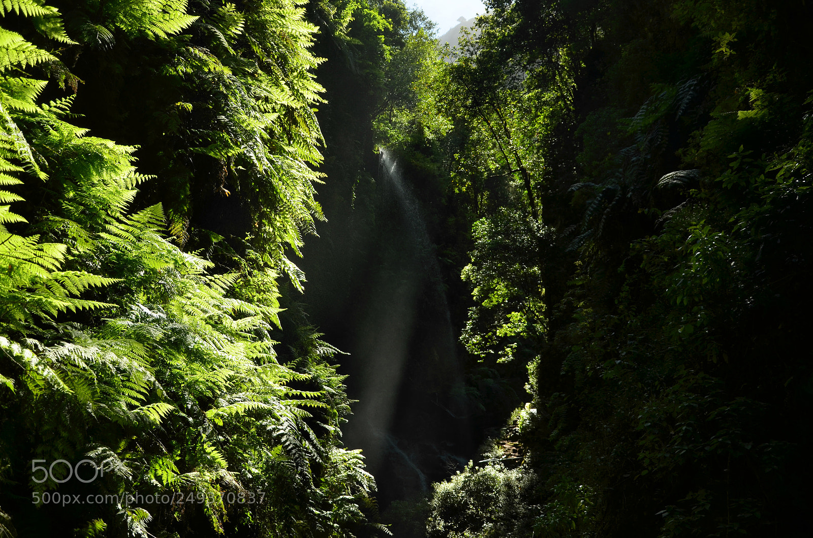 Nikon D5100 sample photo. Paradise photography