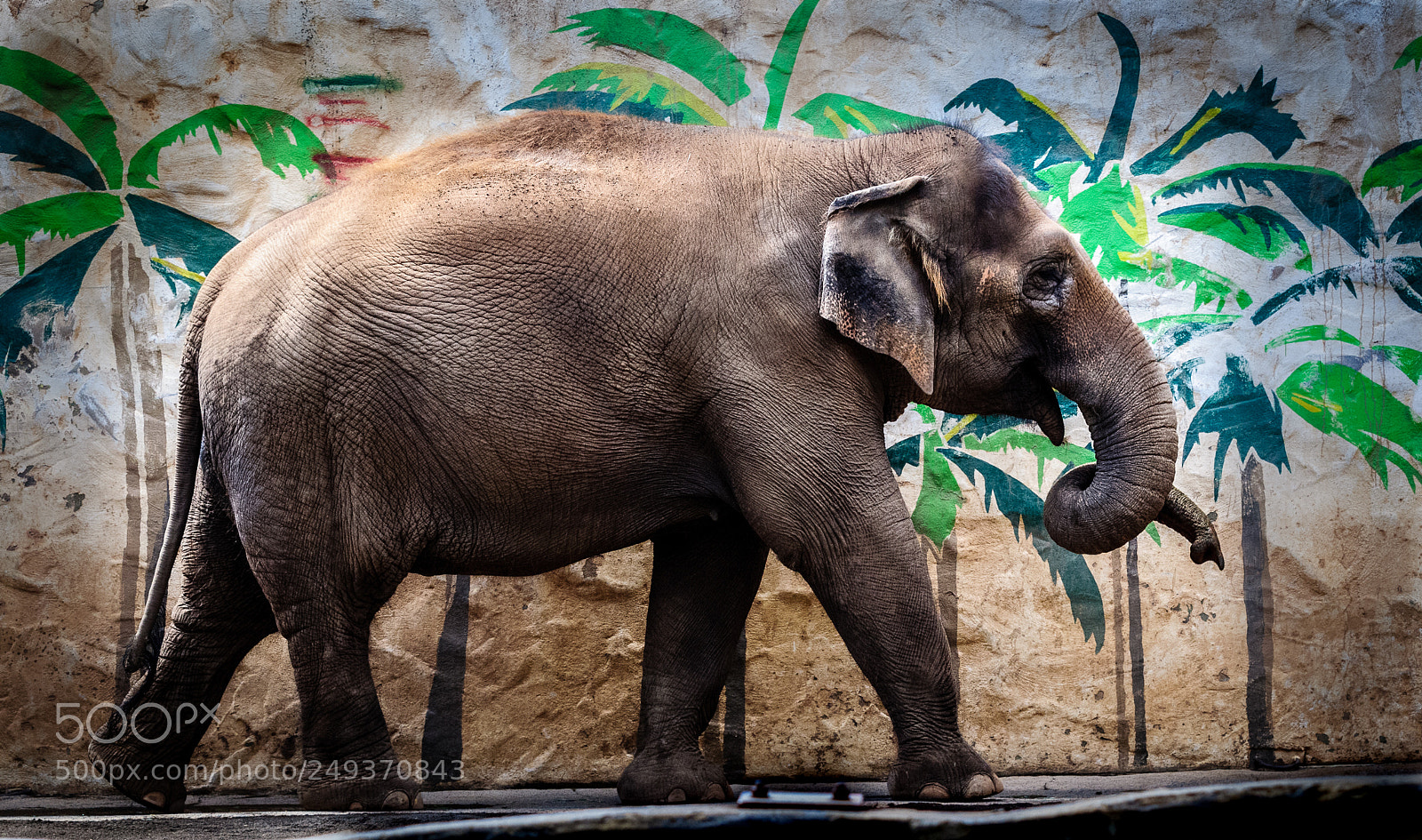 Nikon D300 sample photo. Elephant in paradise photography