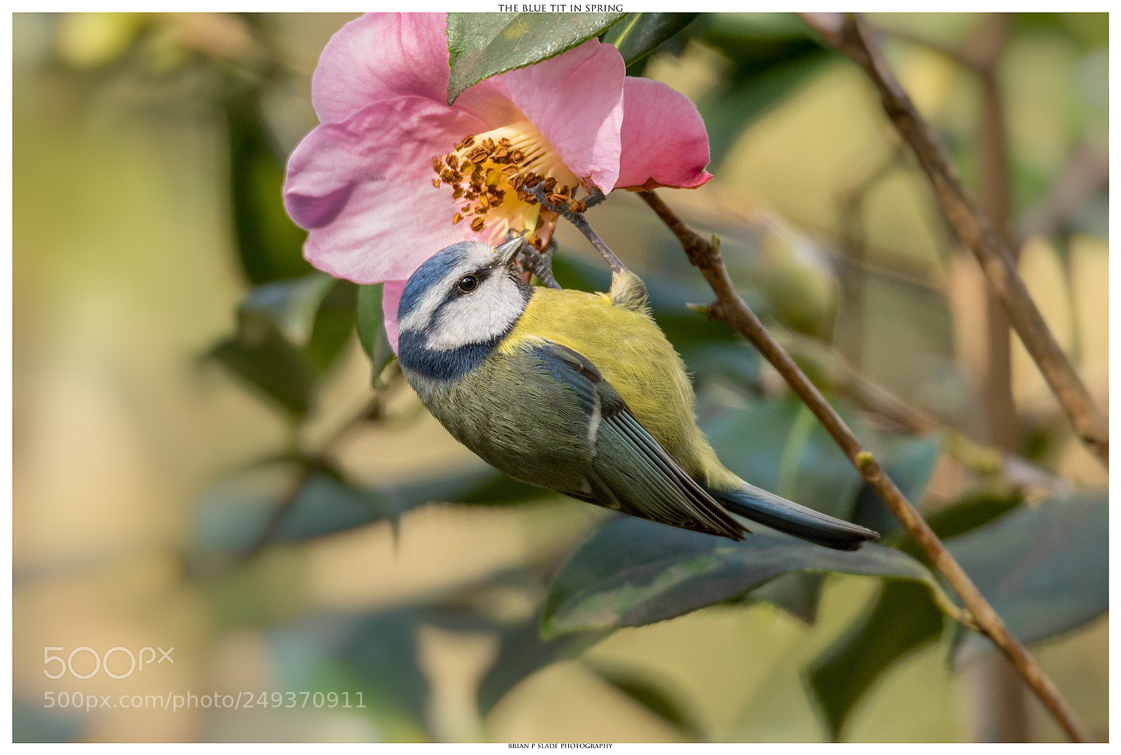 Canon EOS 5D Mark IV sample photo. Blue tit in spring photography