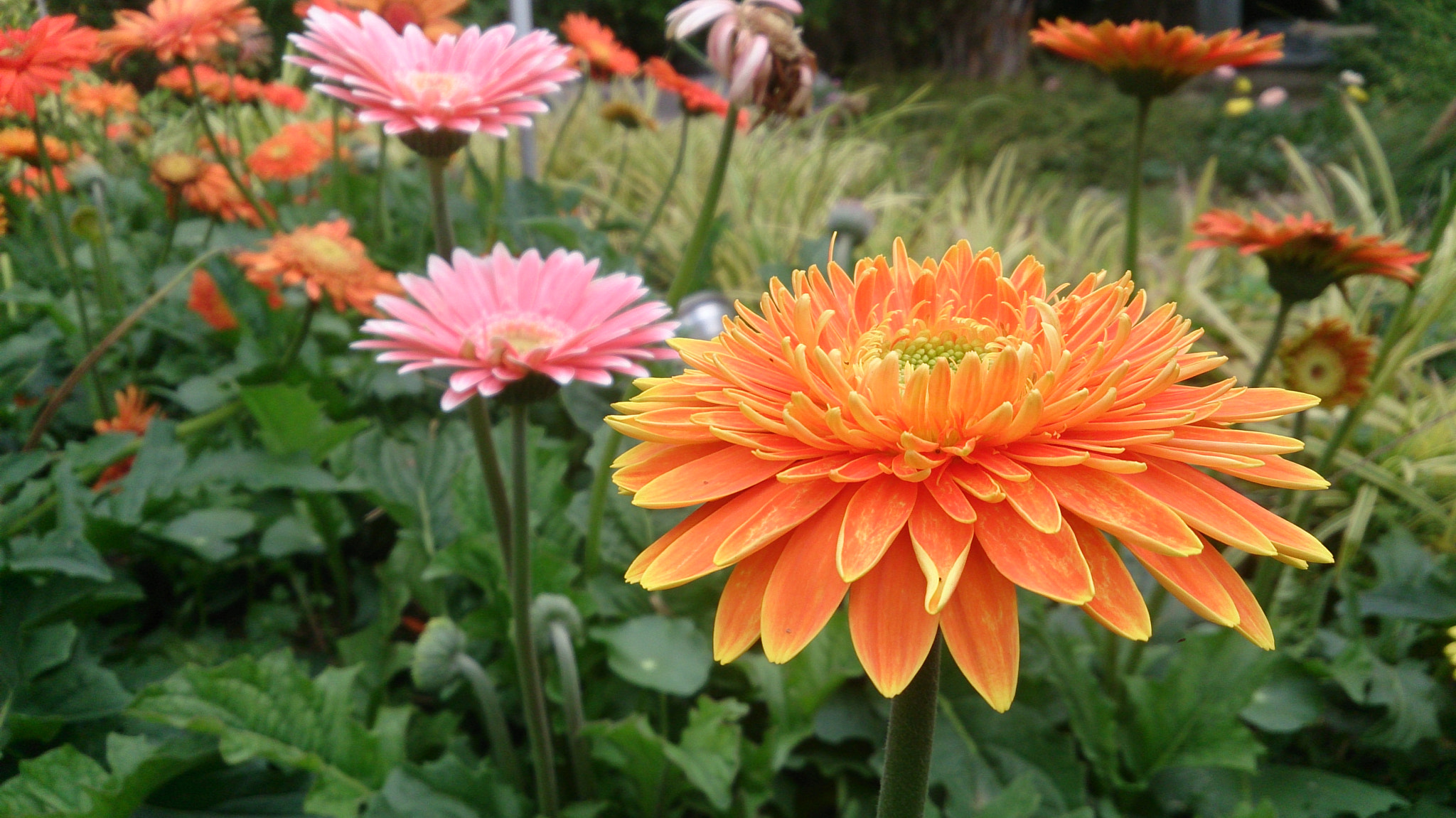 Sony Xperia Z sample photo. Flower chiang mai thai photography