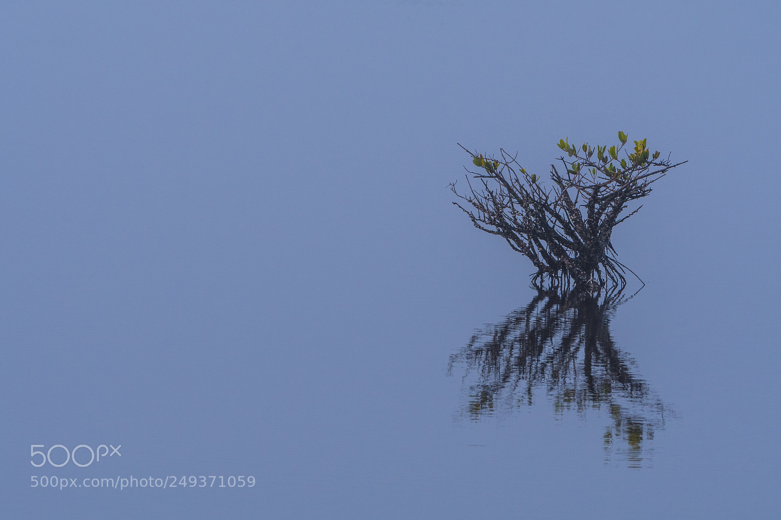 Nikon D500 sample photo. Mangrove reflection photography