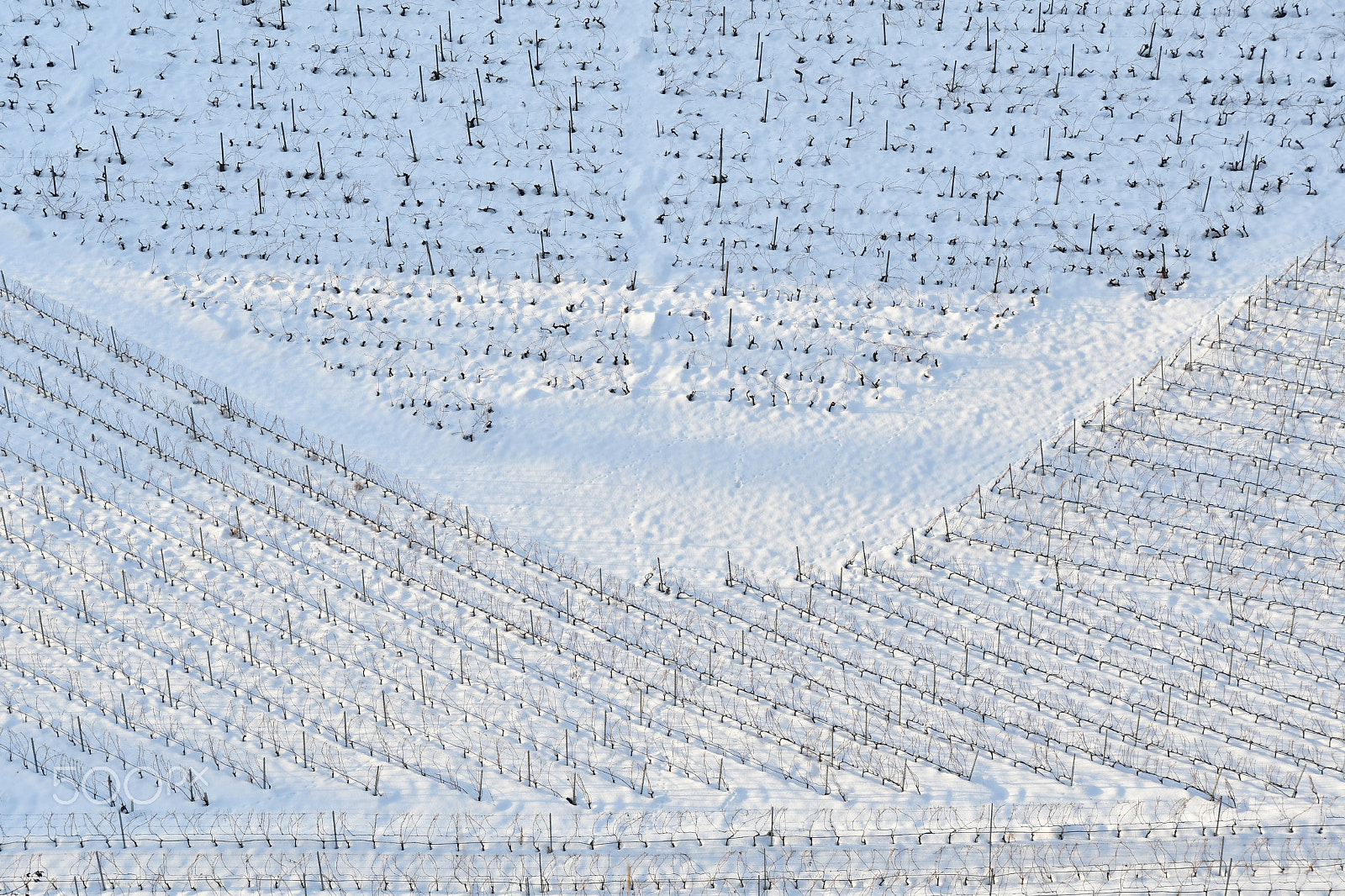 Nikon D500 sample photo. Winter vinyard photography