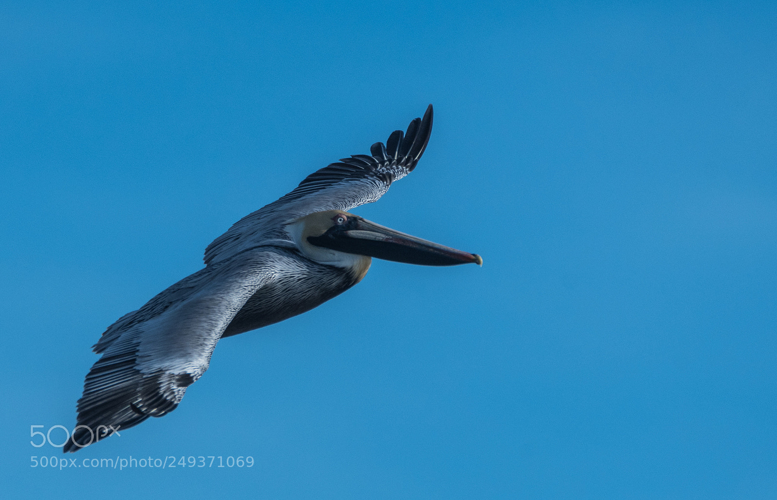 Nikon D500 sample photo. Pelican in flight photography