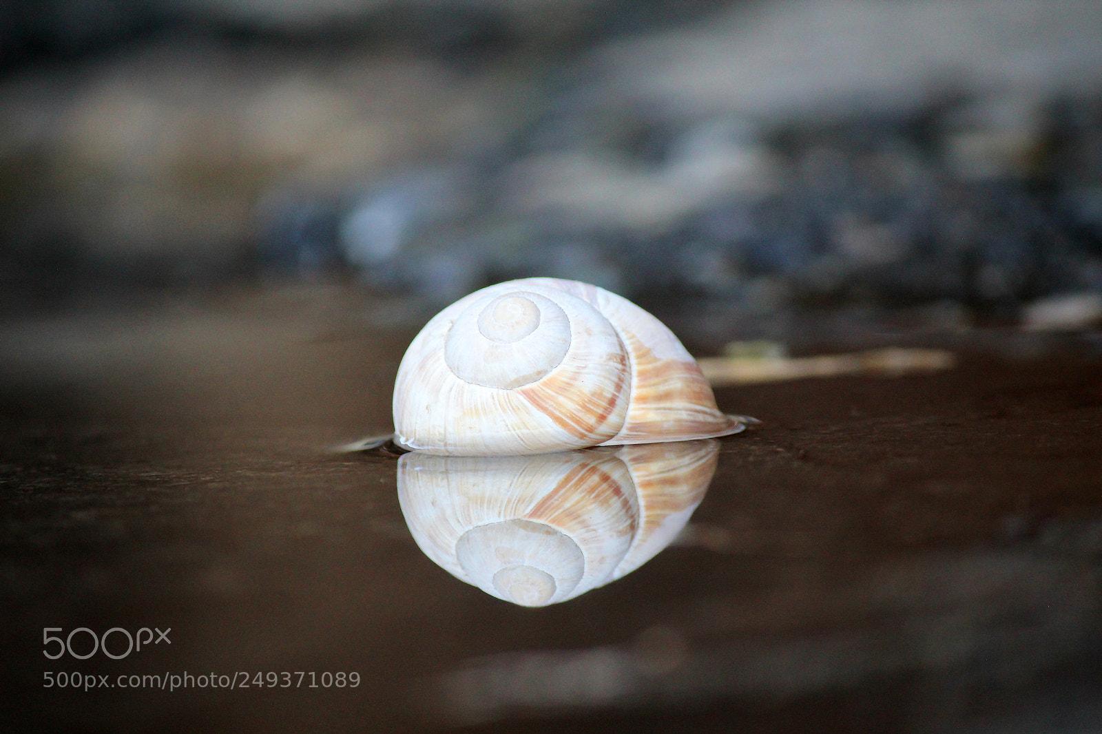 Canon EOS 600D (Rebel EOS T3i / EOS Kiss X5) sample photo. Snail on the water photography