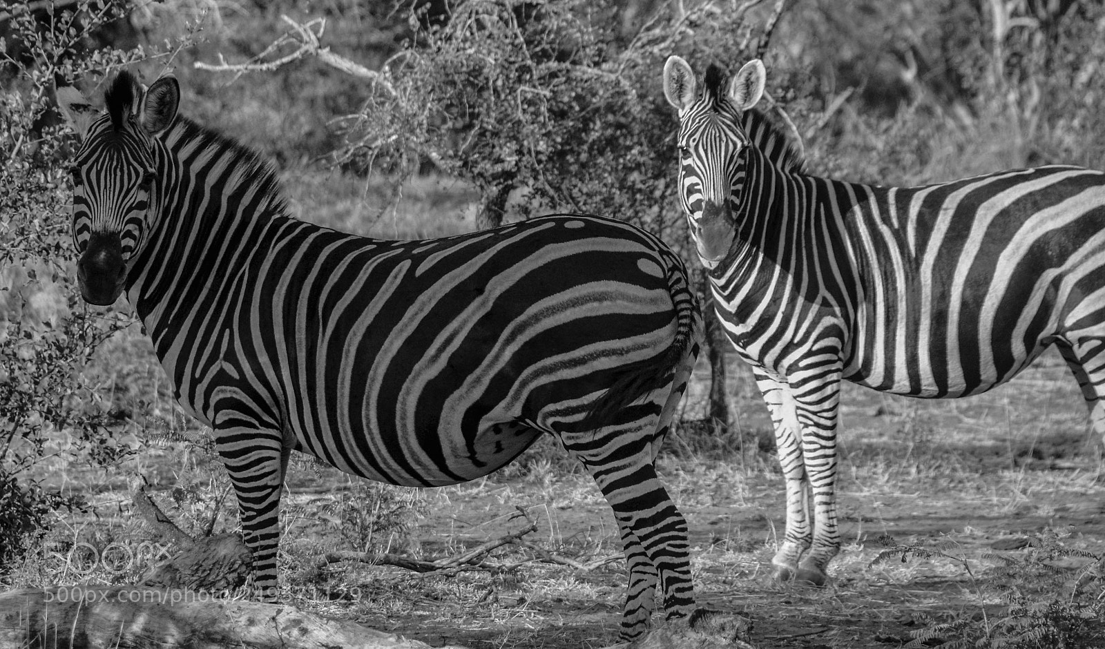 Nikon D5100 sample photo. Zebras photography