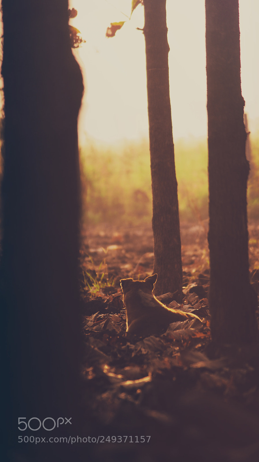 Canon EOS 700D (EOS Rebel T5i / EOS Kiss X7i) sample photo. Sunrise n dog photography