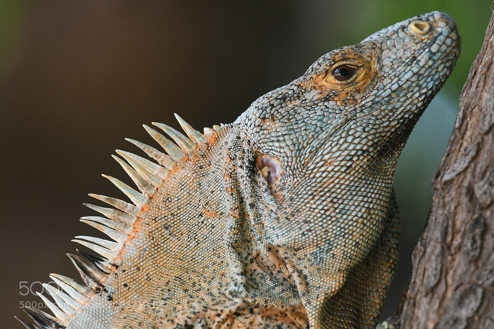 Nikon D500 sample photo. Canas laspumas photography