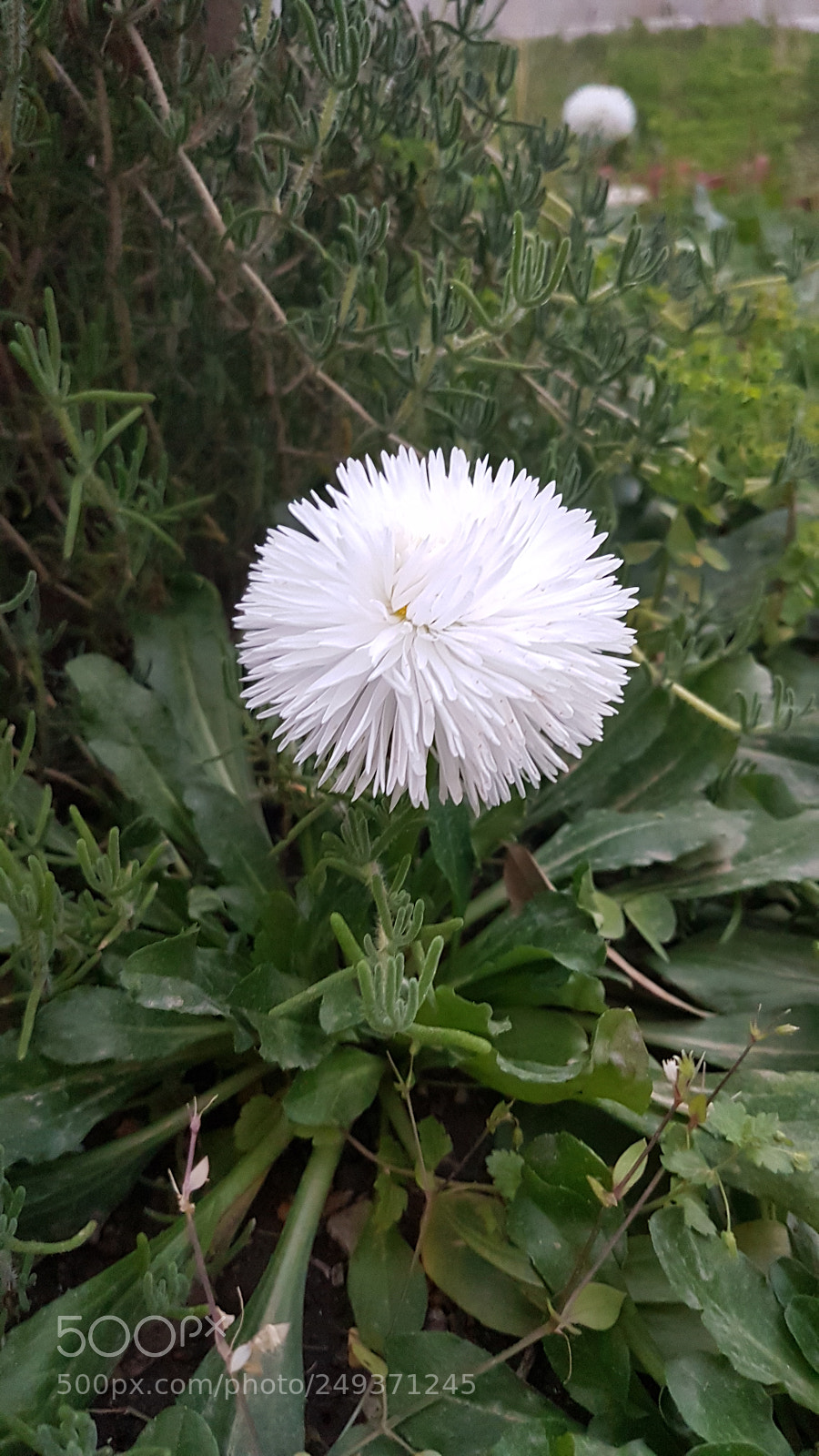 Samsung Galaxy S7 Edge sample photo. Untitled photography