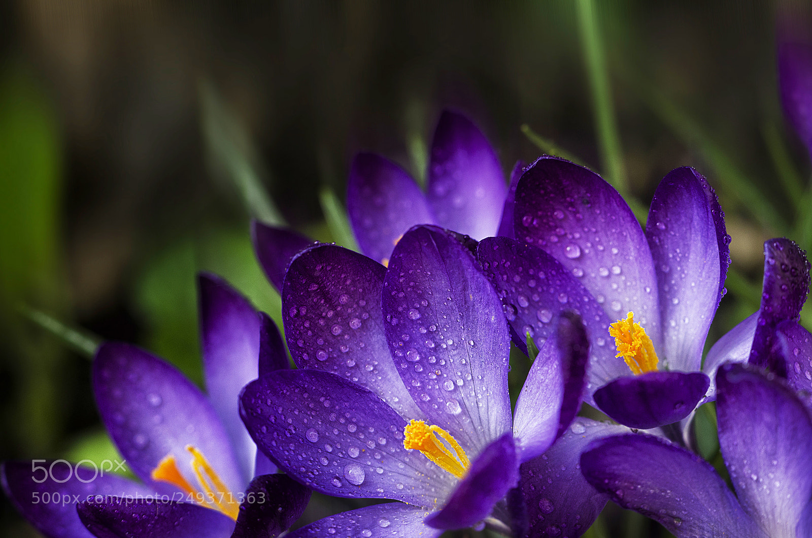 Nikon D7000 sample photo. Crocus photography