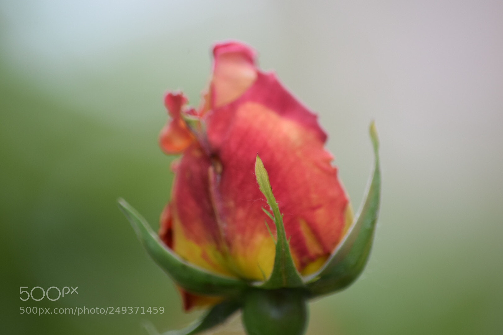 Nikon D3300 sample photo. Rose photography