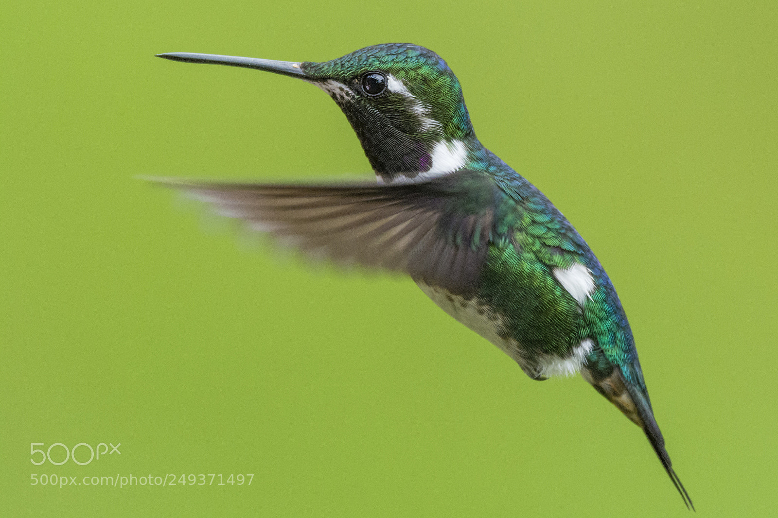 Nikon D7100 sample photo. White-bellied woodstar photography