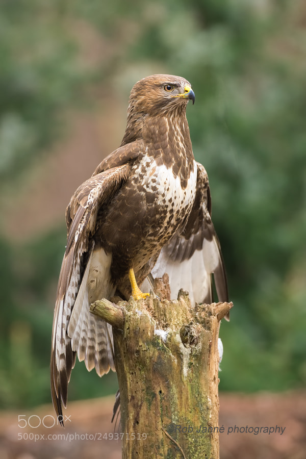 Nikon D4S sample photo. Common buzzard photography