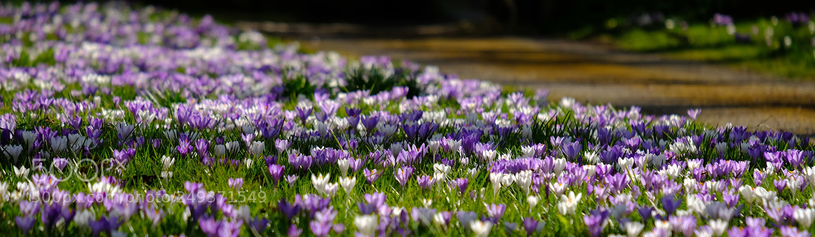Fujifilm X-T2 sample photo. Spring is almost there photography