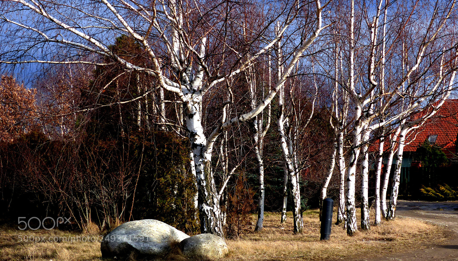 Panasonic Lumix DMC-FZ200 sample photo. Birch. photography