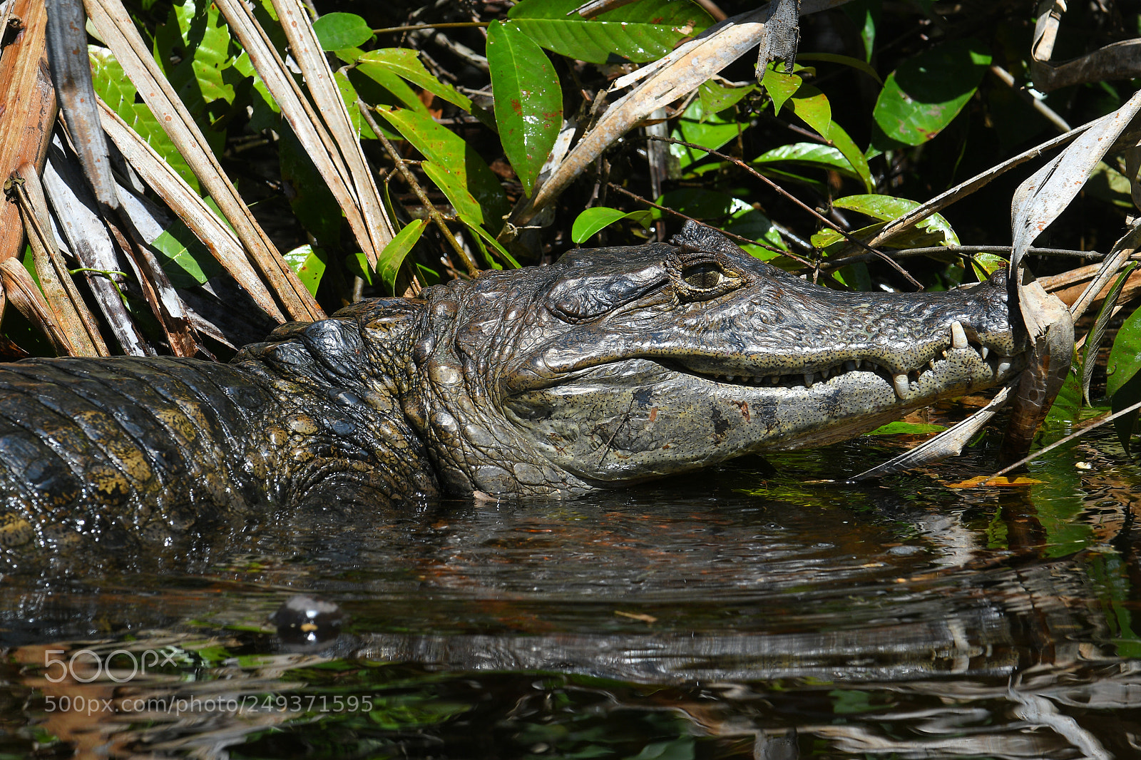 Nikon D500 sample photo. Tortuguero photography