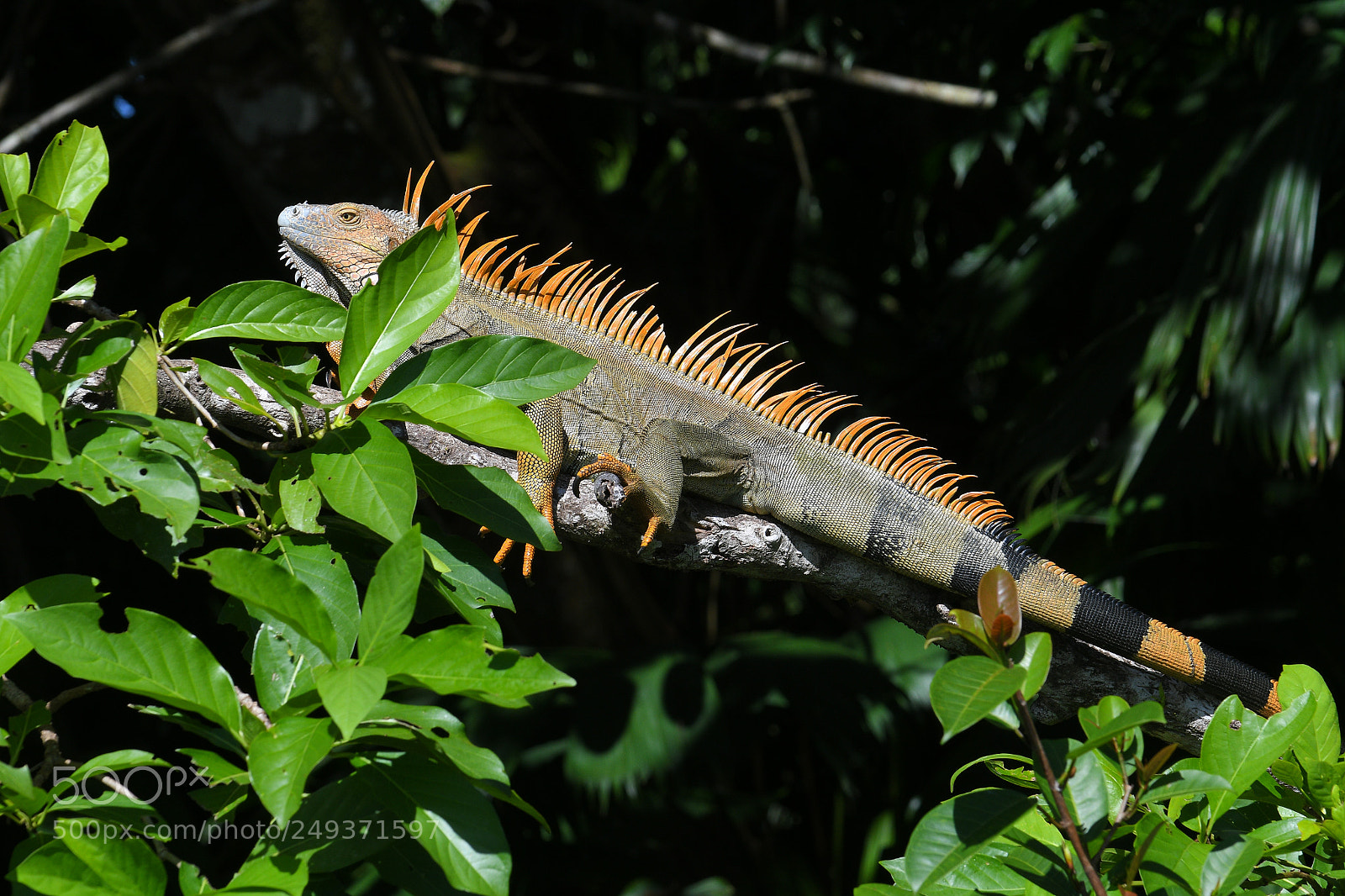 Nikon D500 sample photo. Tortuguero photography