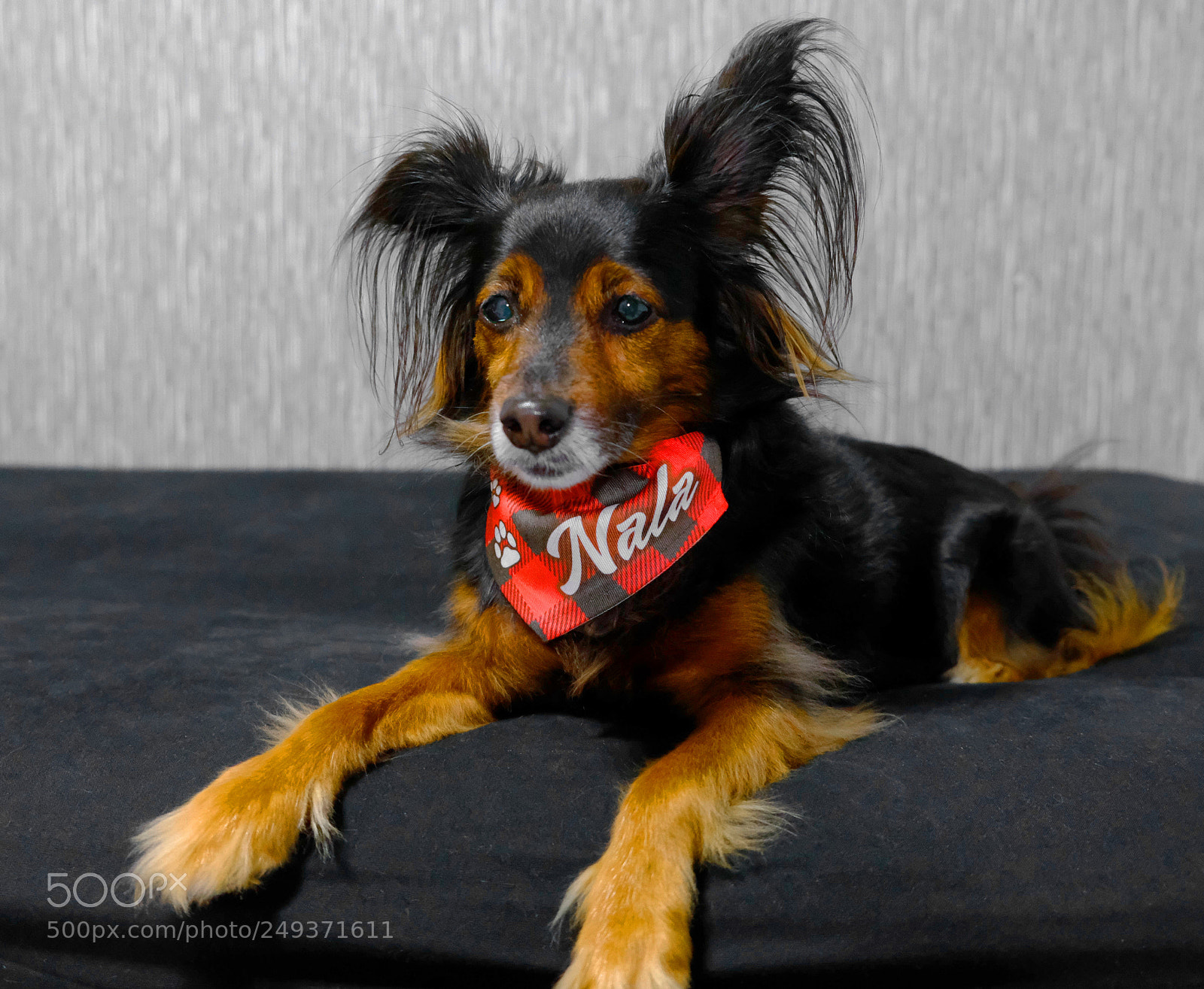 Fujifilm X-T20 sample photo. Nala photography