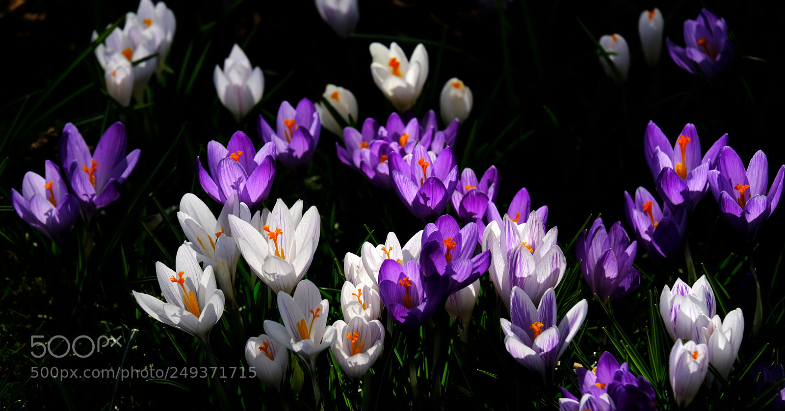 Fujifilm X-T2 sample photo. Spring is coming photography