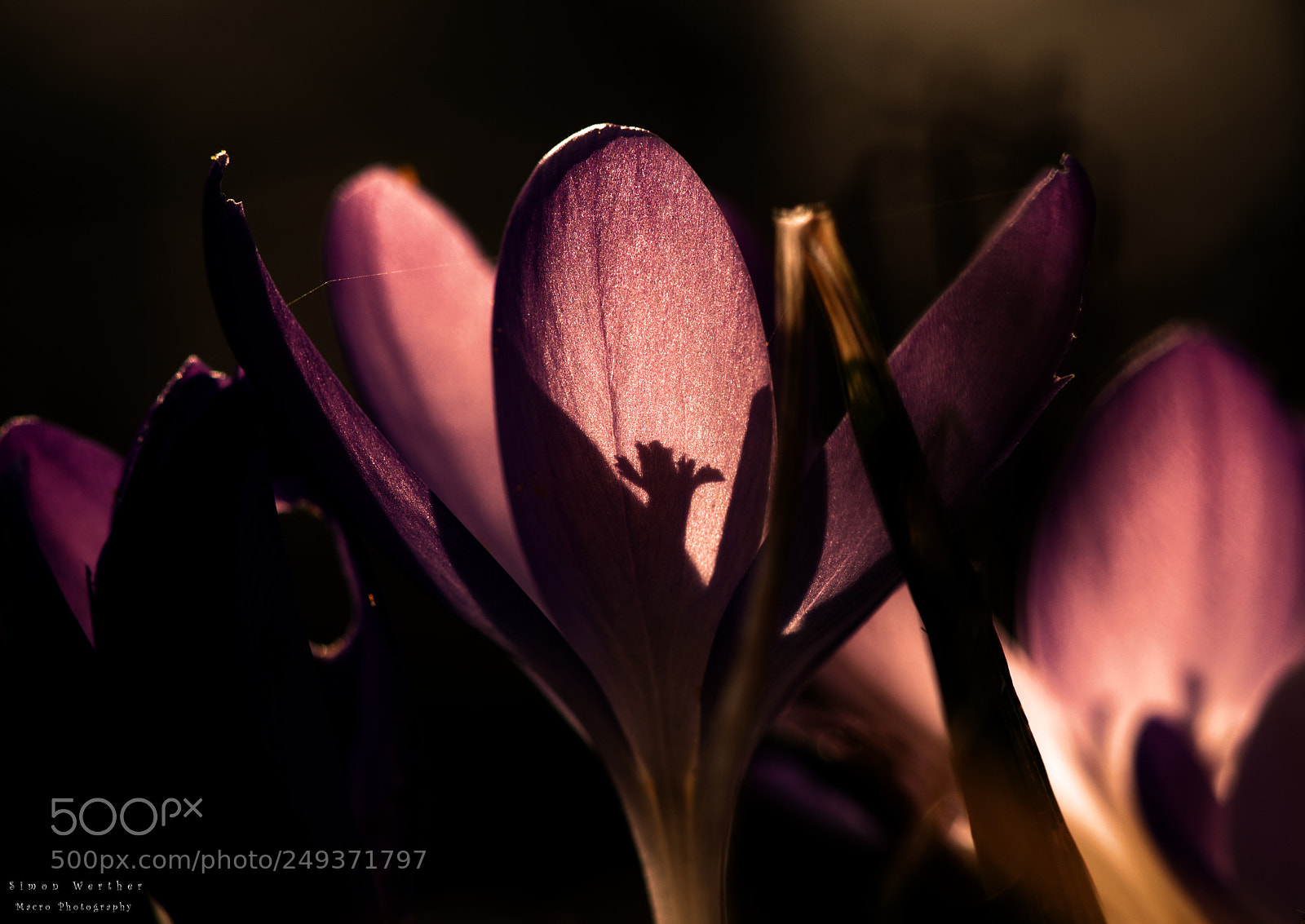 Nikon D5600 sample photo. Shadow photography