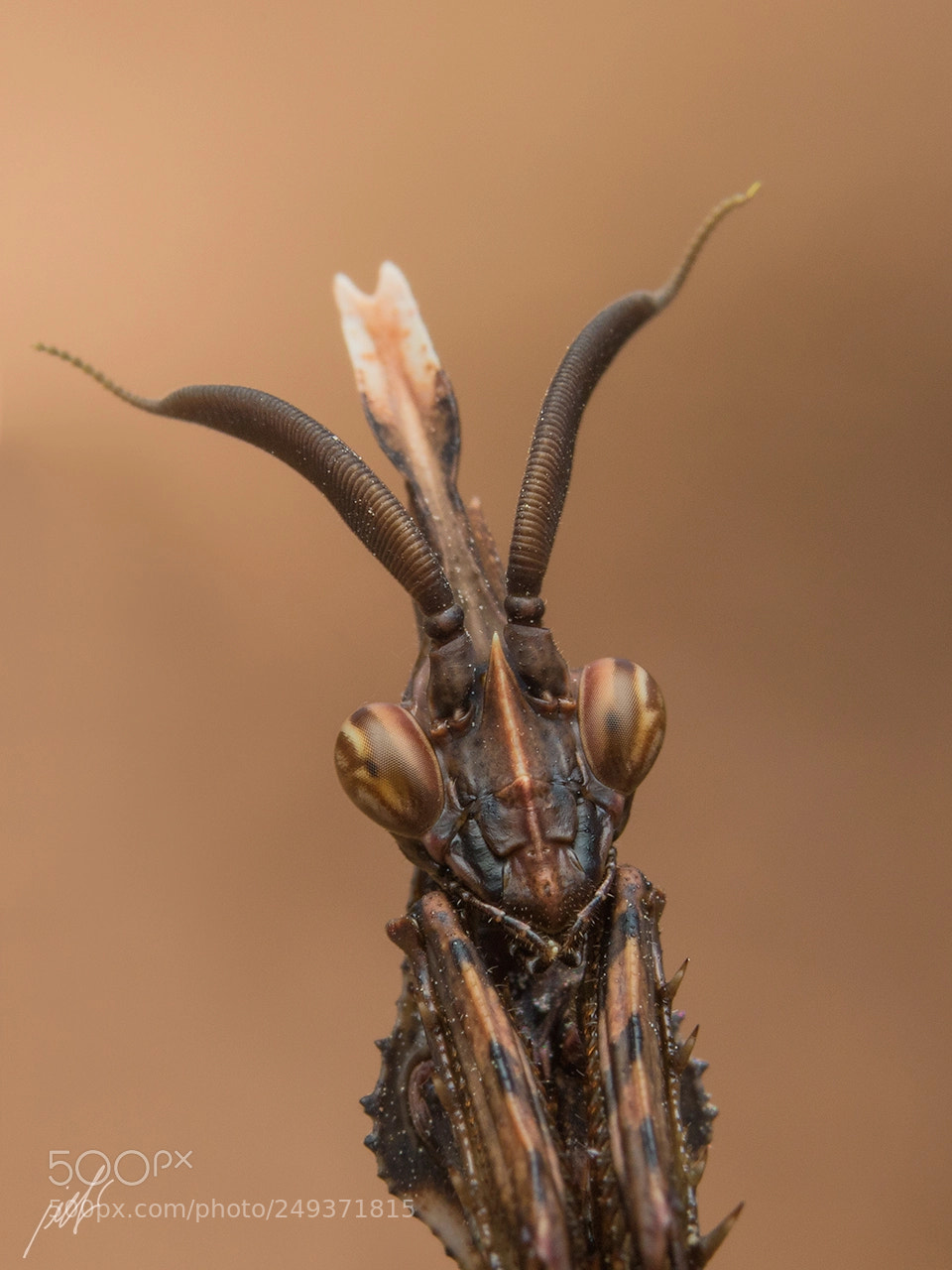 Canon EOS 7D Mark II sample photo. Empusa fasciata photography
