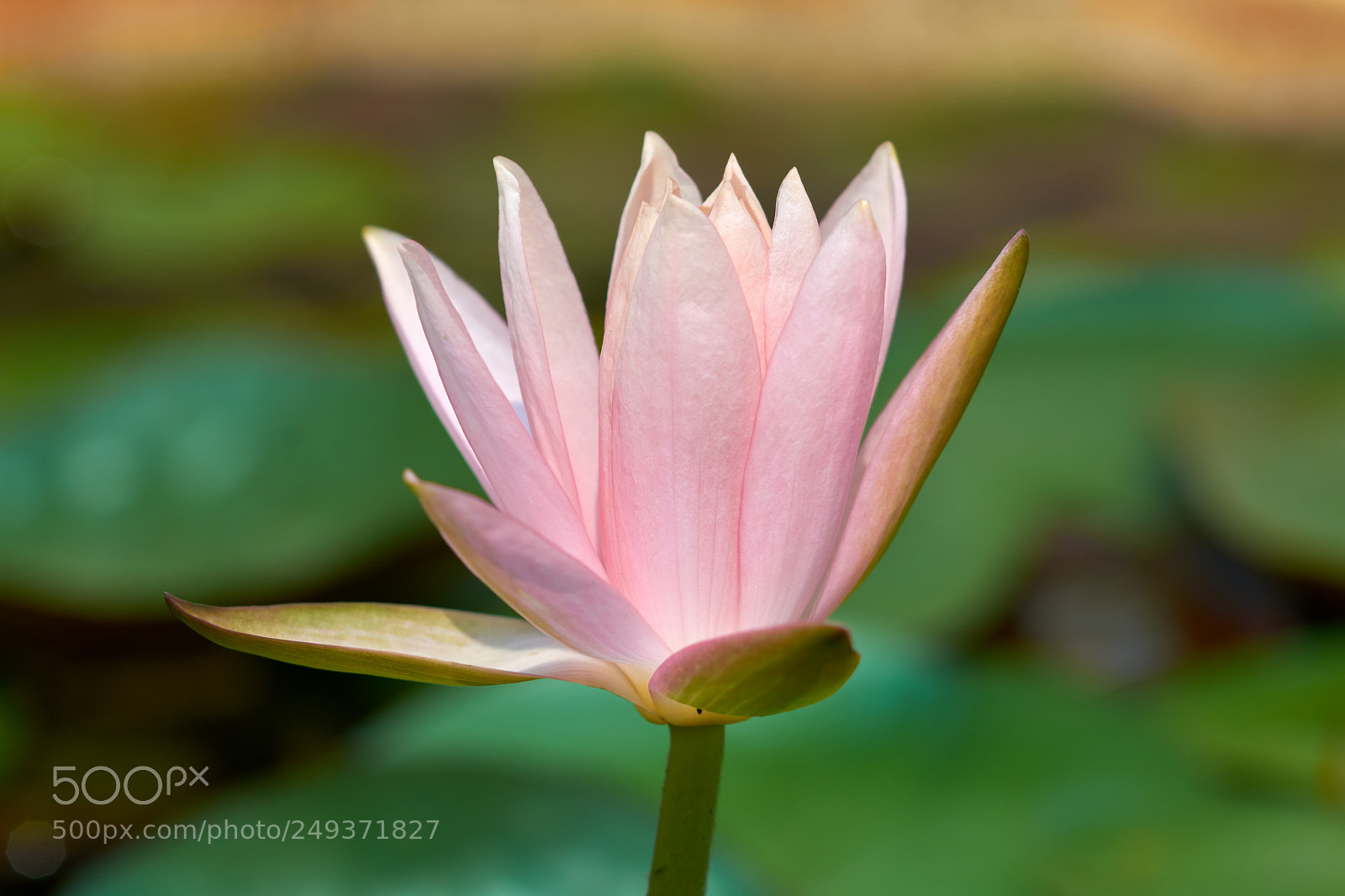 Nikon D7200 sample photo. Pink waterlily blooming photography