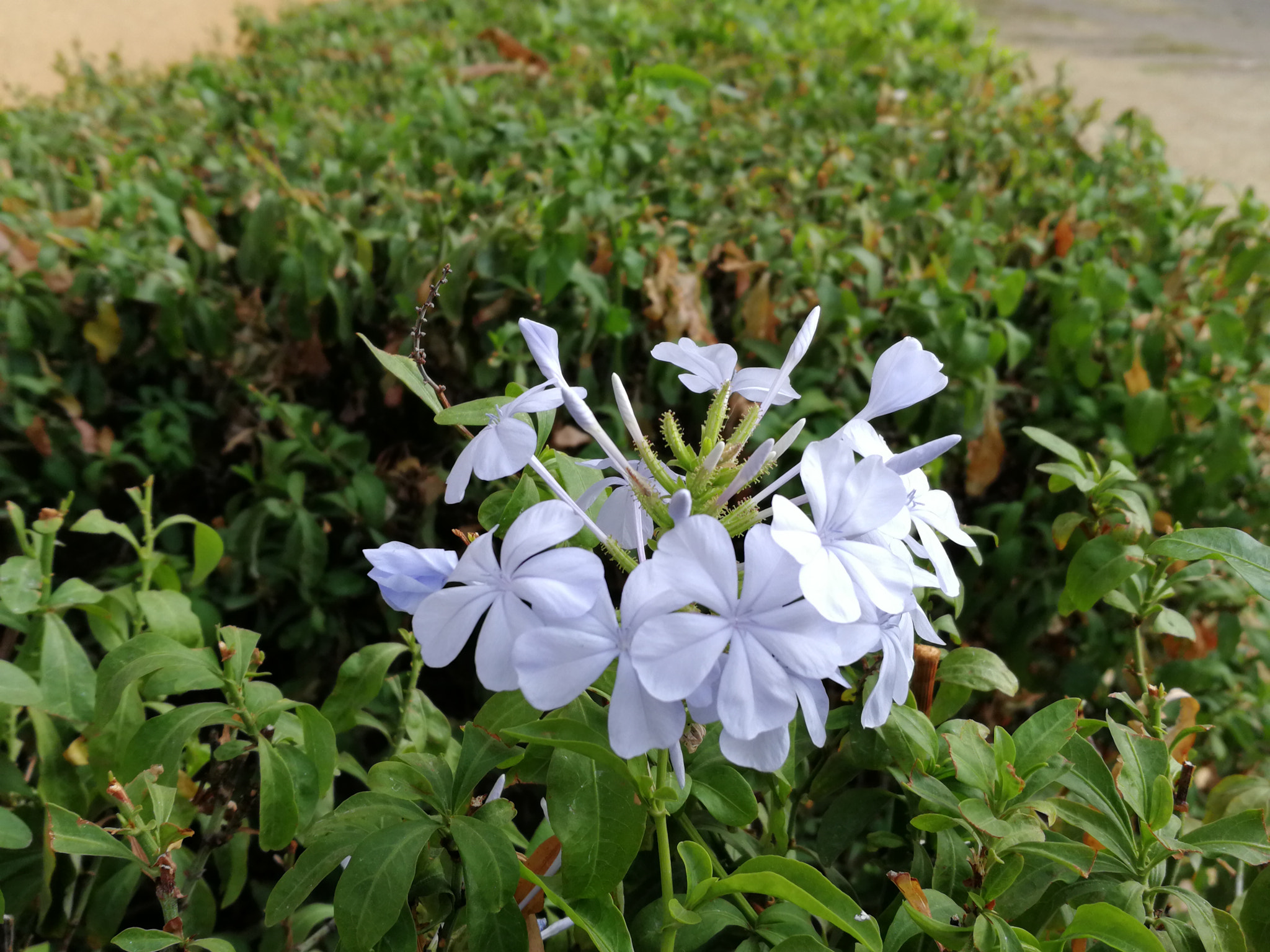 HUAWEI Honor 8 Pro sample photo. Blue flowers photography