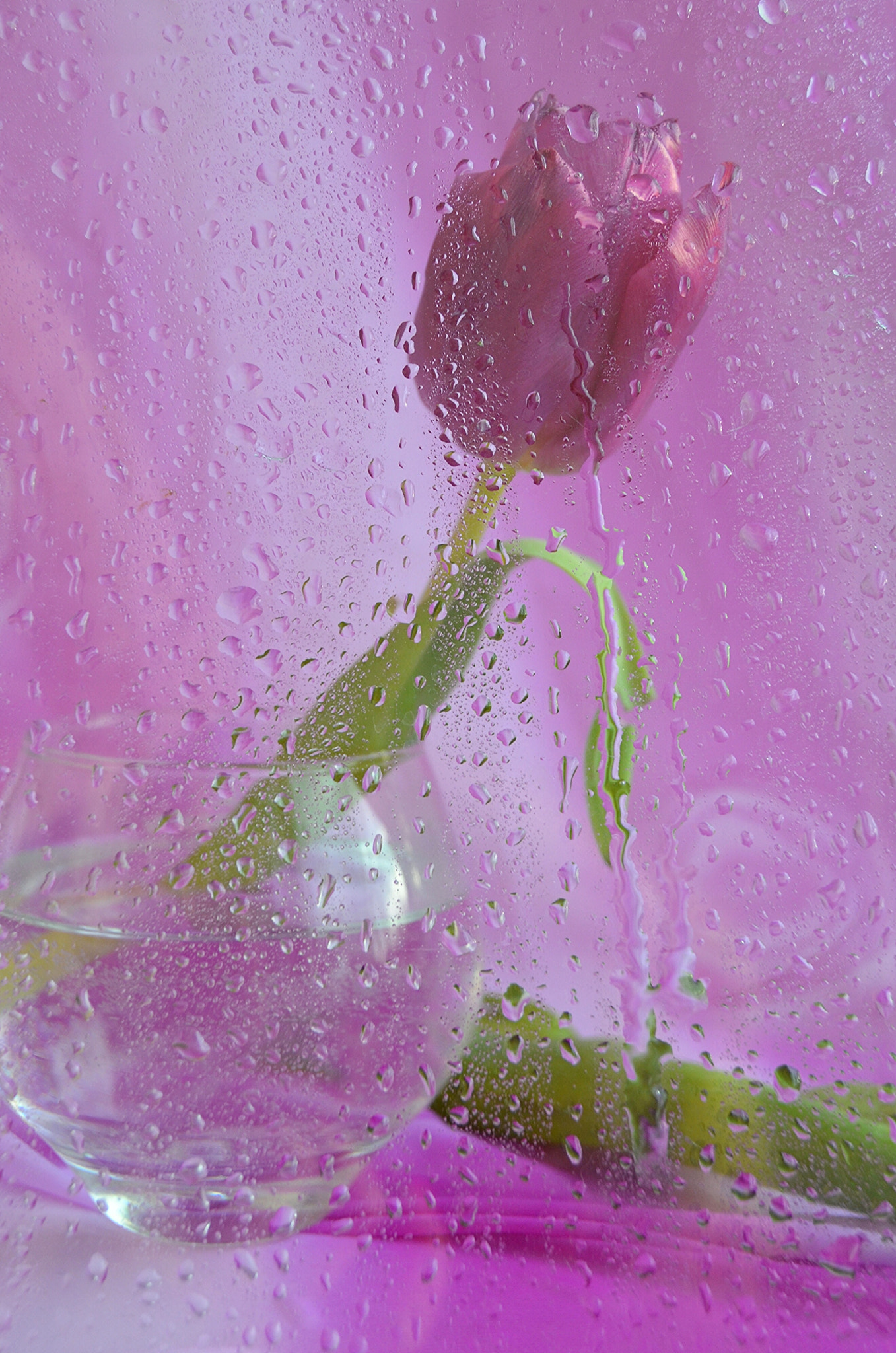 Nikon D5100 sample photo. Primavera photography