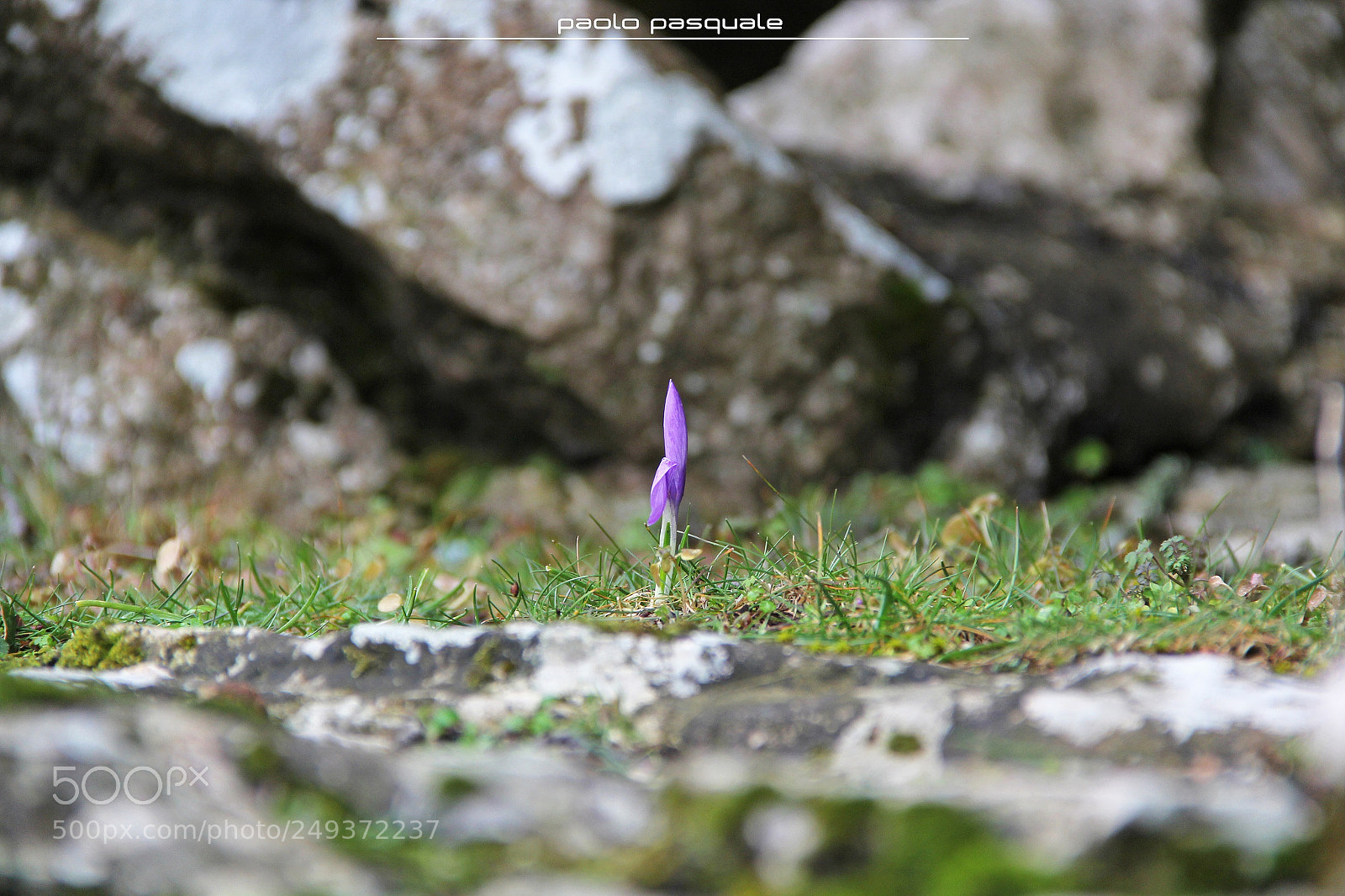 Canon EOS 60D sample photo. Crocus photography