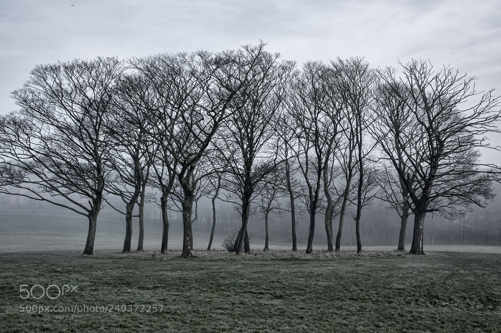 Pentax K-3 sample photo. Winter copse photography