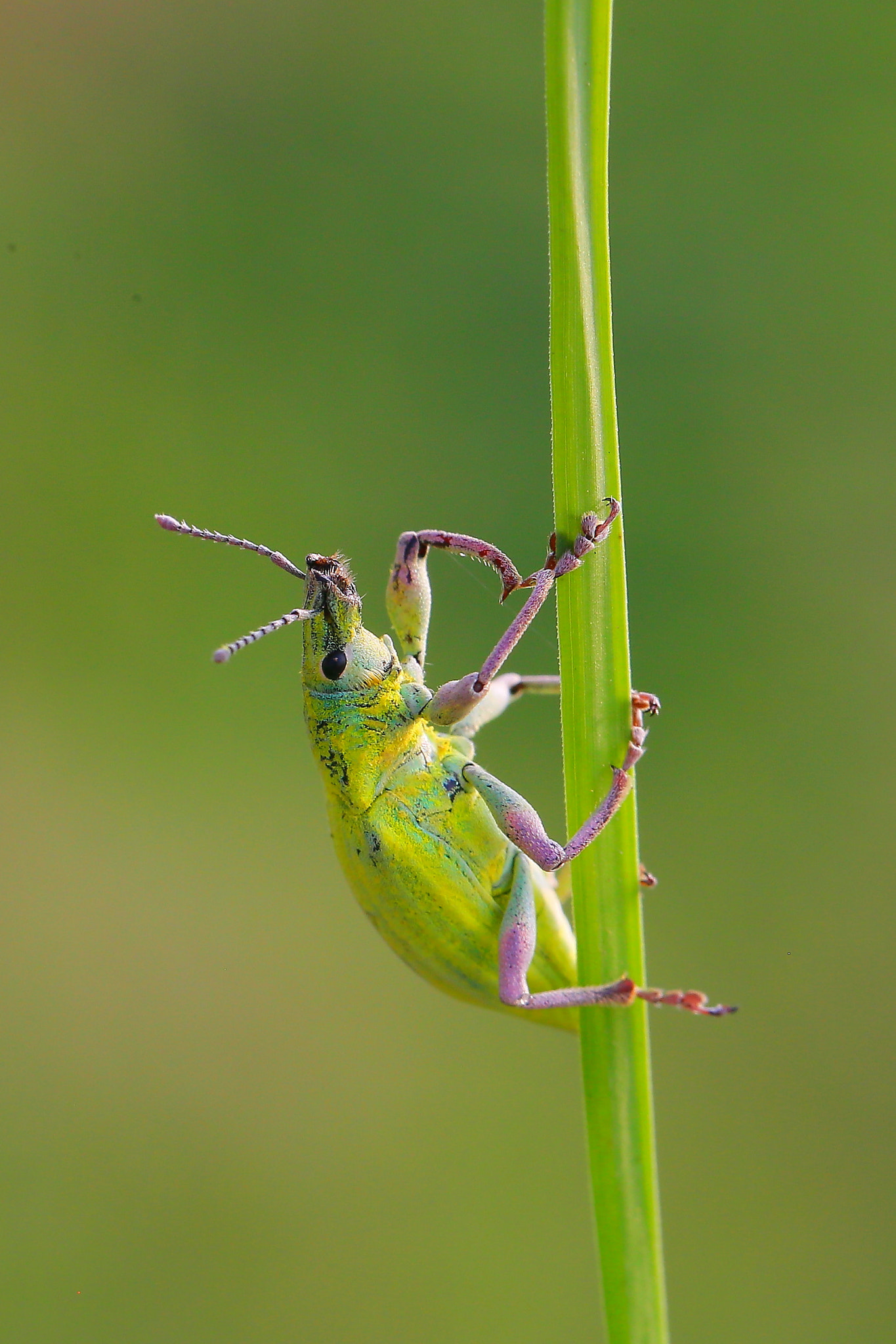 Canon EF 100mm F2.8L Macro IS USM sample photo. 爬上来 photography