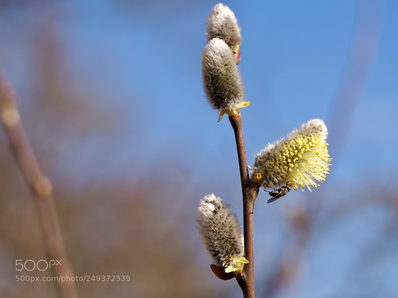 Olympus OM-D E-M10 II sample photo. Salix cinerea photography