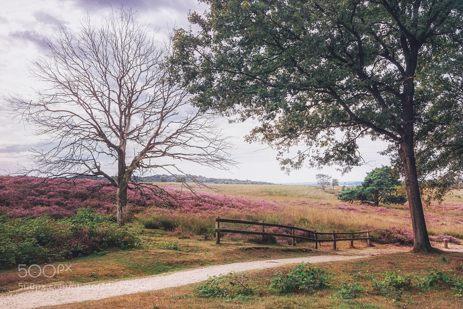Nikon D7100 sample photo. The beautiful dutch heath photography