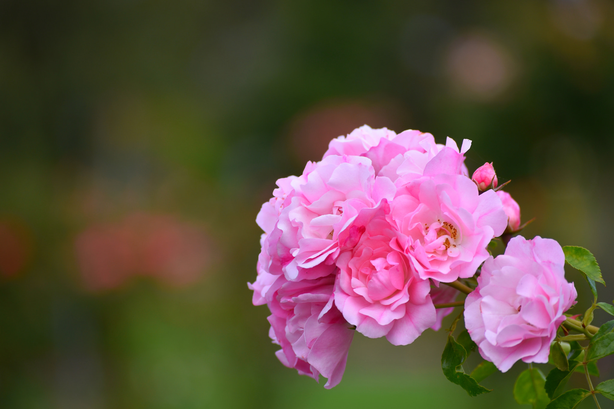 Nikon D5500 sample photo