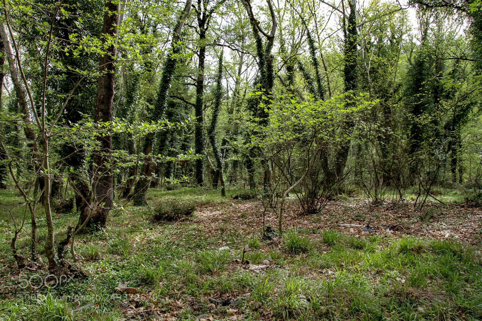 Canon EOS 7D sample photo. Img photography