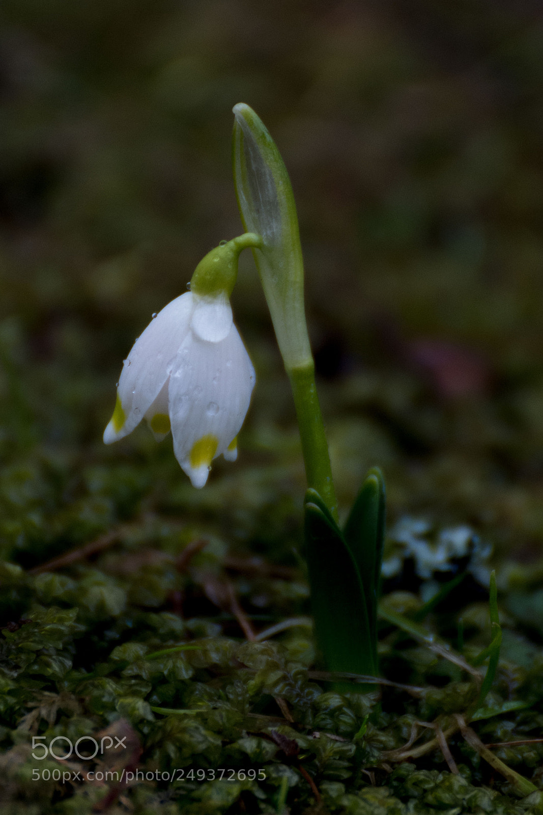 Nikon D7200 sample photo. Only one photography