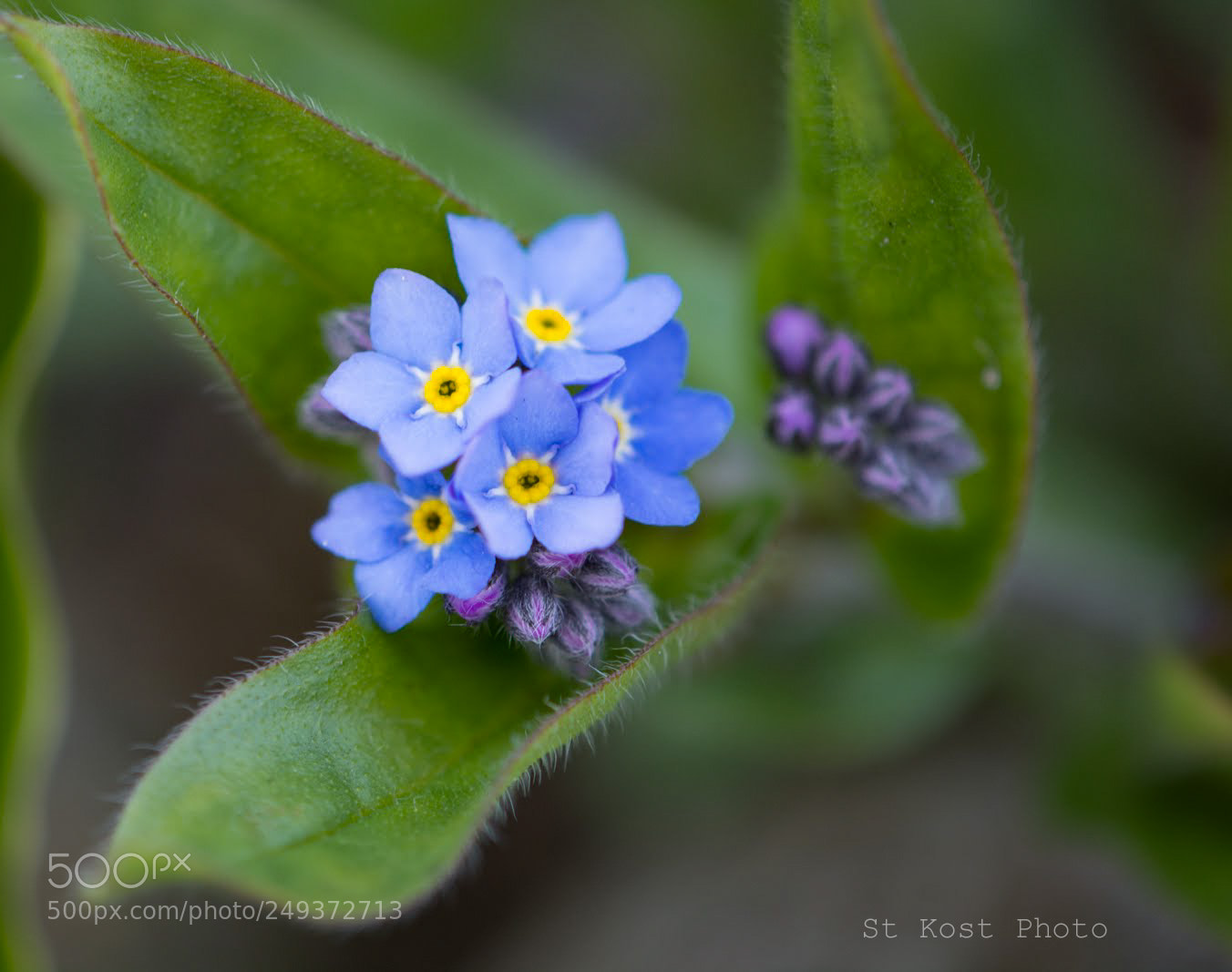 Nikon D5200 sample photo. Unforgettable photography