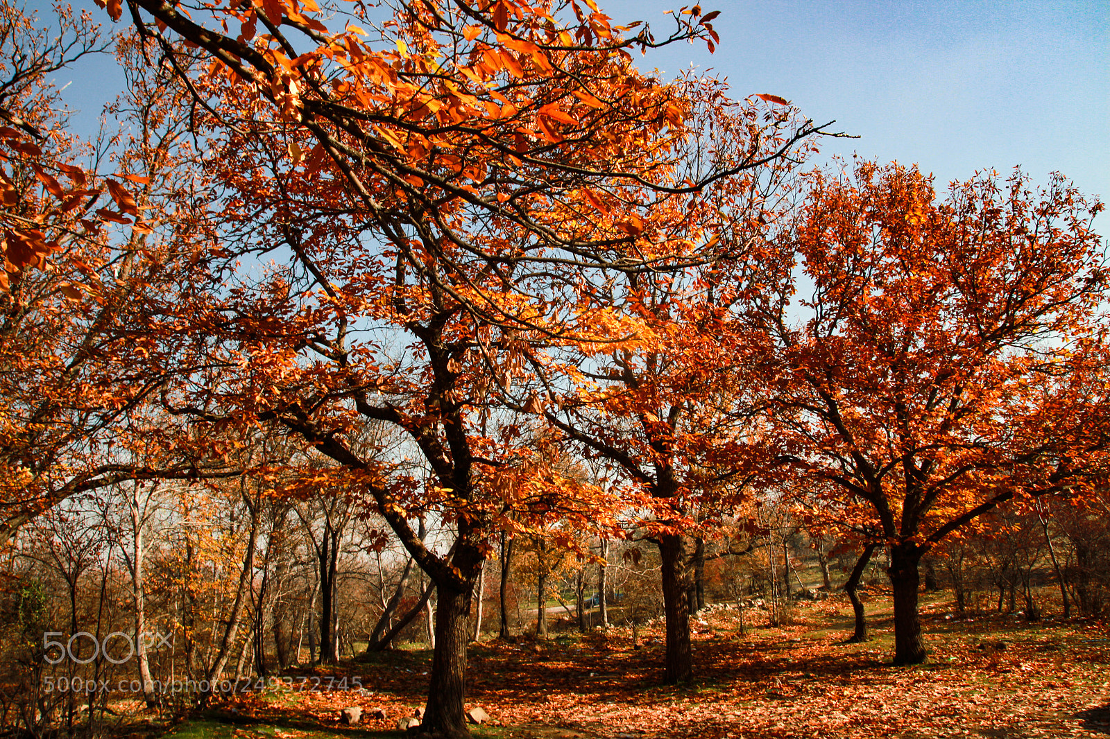 Canon EOS 7D sample photo. Img photography