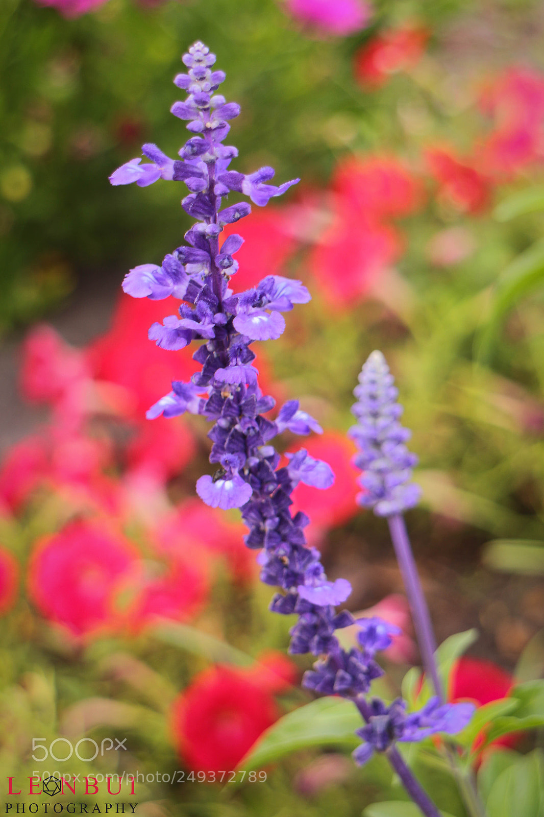 Canon EOS M sample photo. Img photography