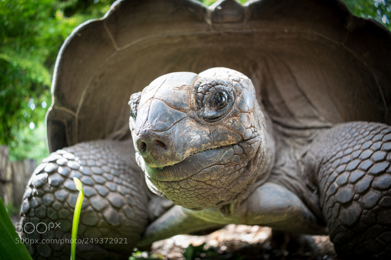 Nikon D5300 sample photo. 143 years old giant turtle photography