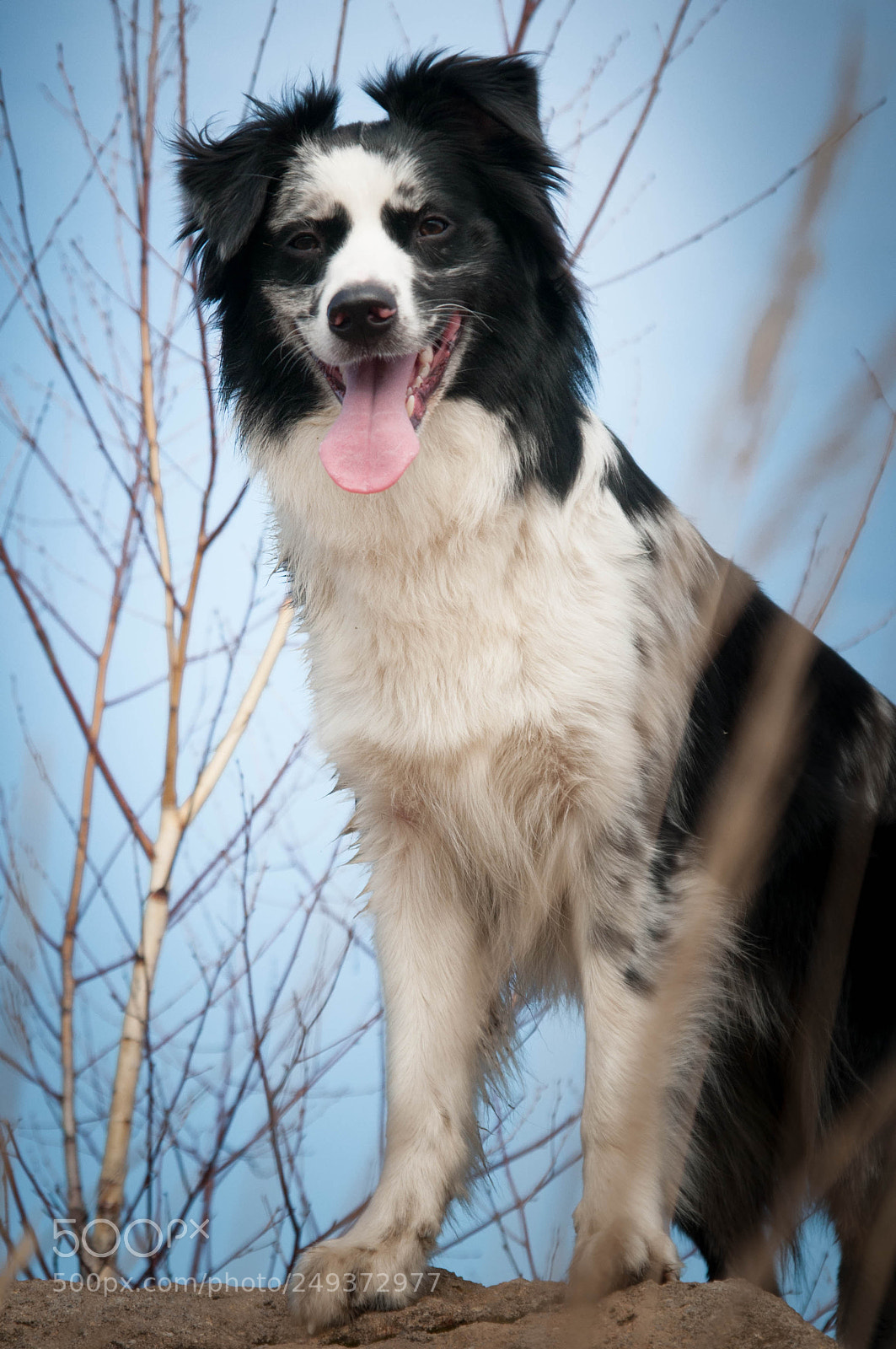 Nikon D300S sample photo. Vanilka- topmodel :) photography