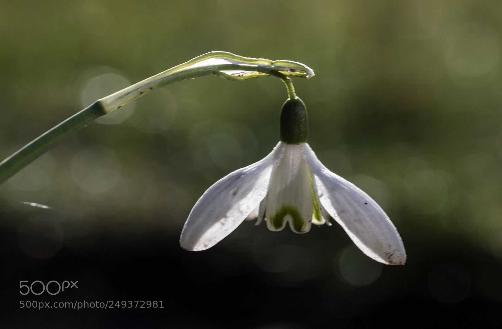 Canon EOS 5D Mark IV sample photo. Untitled photography