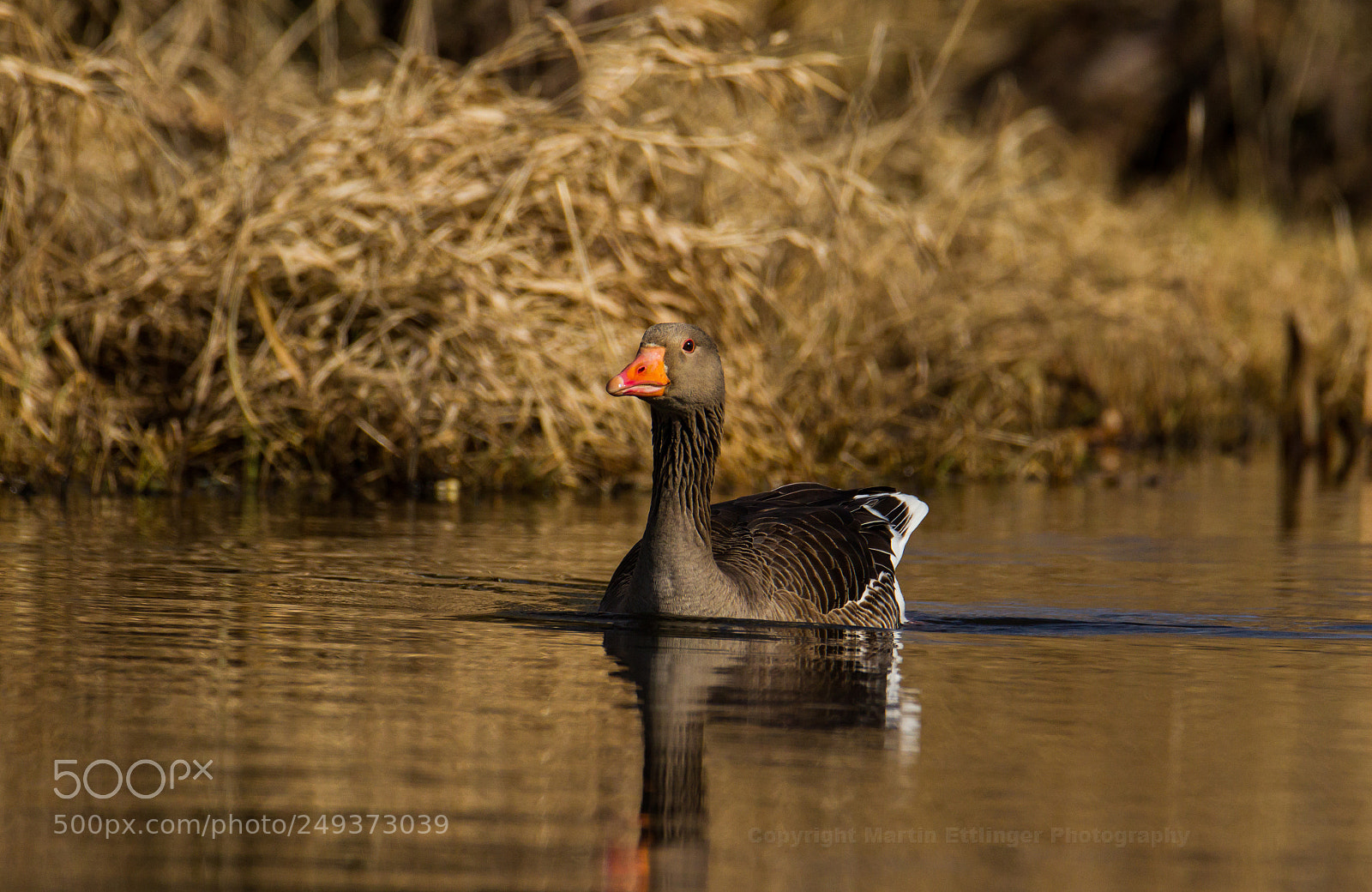 Canon EOS 7D sample photo. Gray goose anser anser photography