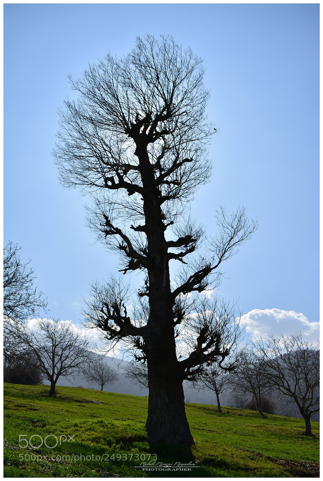 Nikon D5200 sample photo. Old tree photography