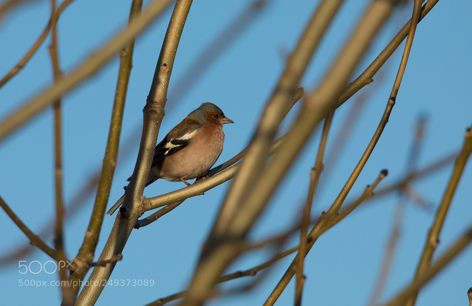 Canon EOS 5D Mark IV sample photo. Untitled photography