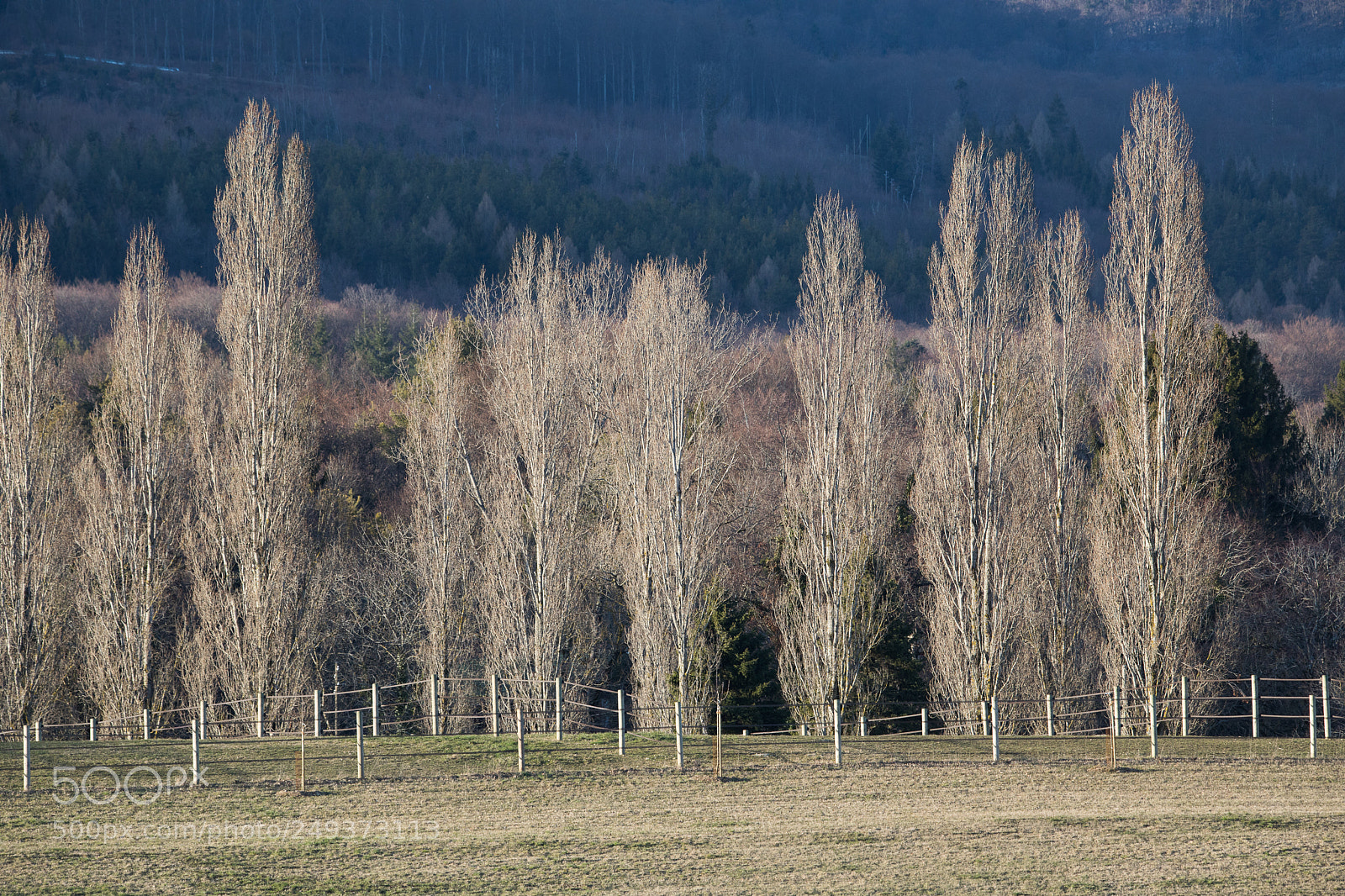 Canon EOS 5D Mark IV sample photo. Arbres nus - gingins photography