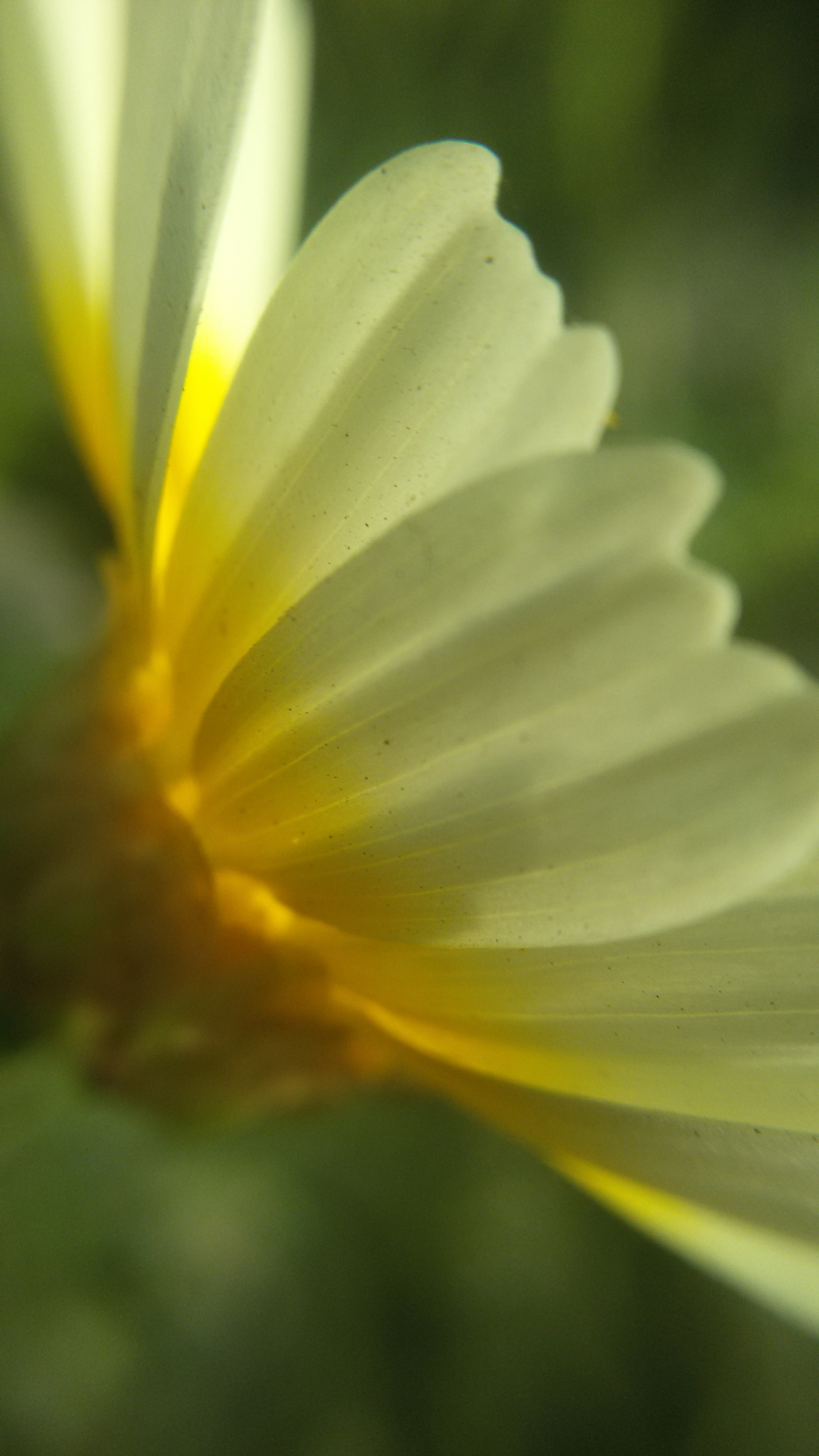 Samsung Galaxy S3 Neo sample photo. Flower petal photography