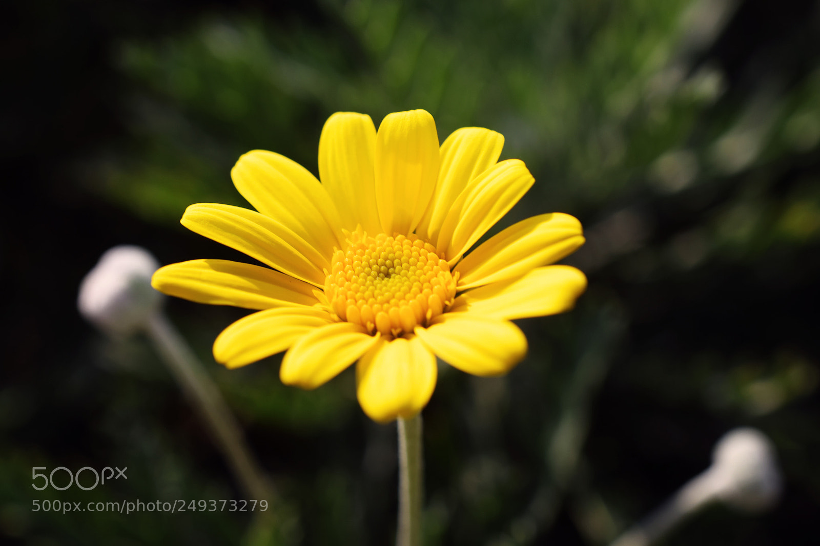 Nikon D5300 sample photo. Garden flower photography