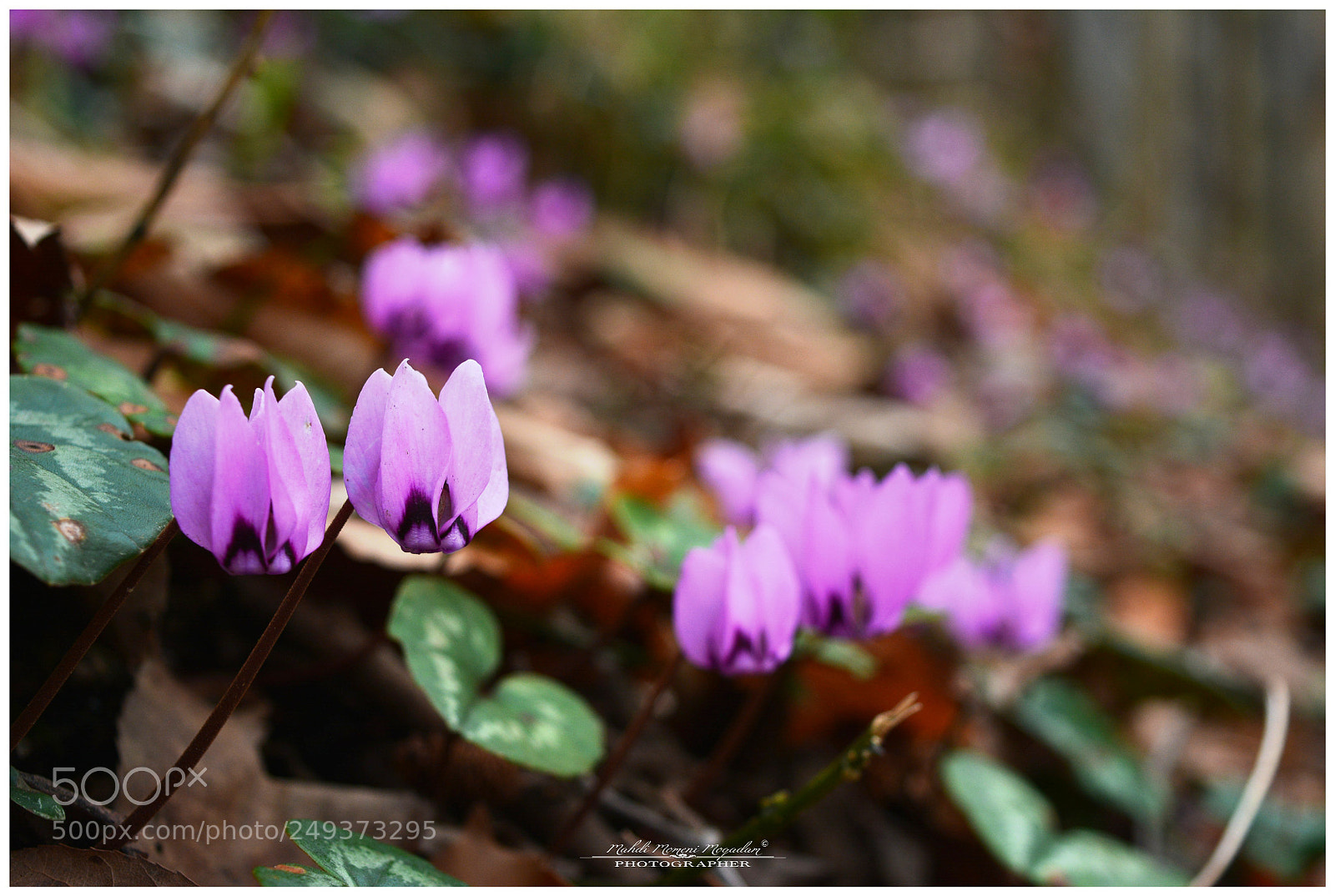 Nikon D5200 sample photo. Flowers photography